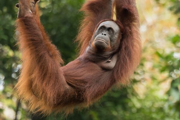 Naturreise zu den bedrohten Orang Utans in Borneo