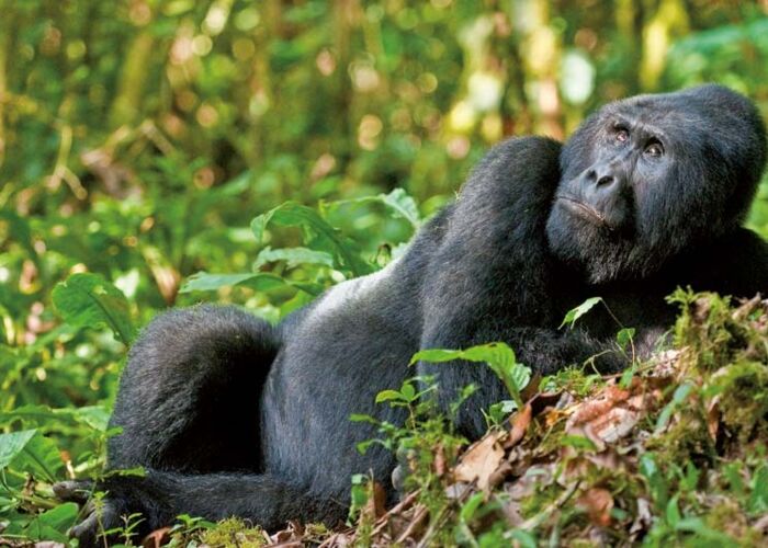 Bei der Gorilla-Beobachtung werden wir vom Silberrücken begutachtet