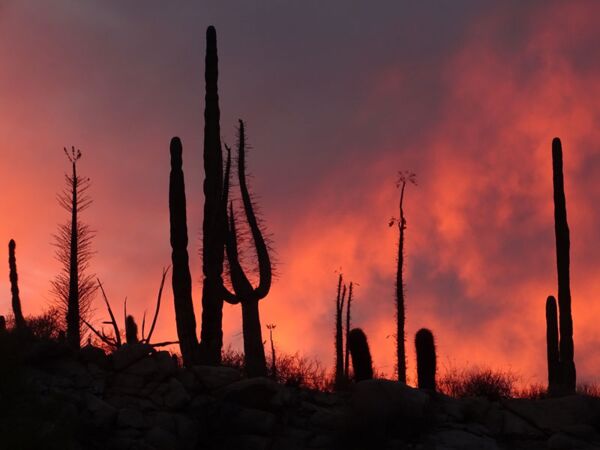 Sonnenuntergang bei der Campingreise die Silhouetten der großen Cardon Kakteen