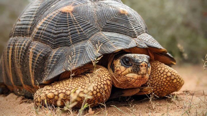 In Madagaskar rettet die Organisation TSA tausende Srahlenschildkröten.