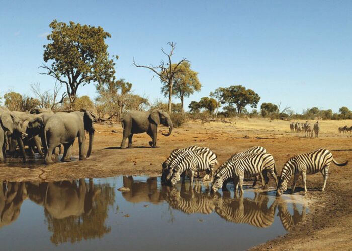 Wasserlöcher sind gut, um die großen Safari-Tiere im Chobe Nationalpark zu sehen