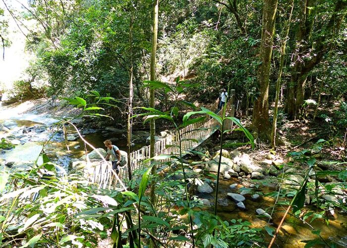 Durch den Bergregenwald im Udzungwa Mountains Nationalpark