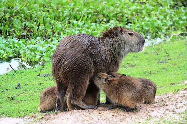 Auf unserer Venezuela Rundreise können wir sogar Capybaras beobachten.
