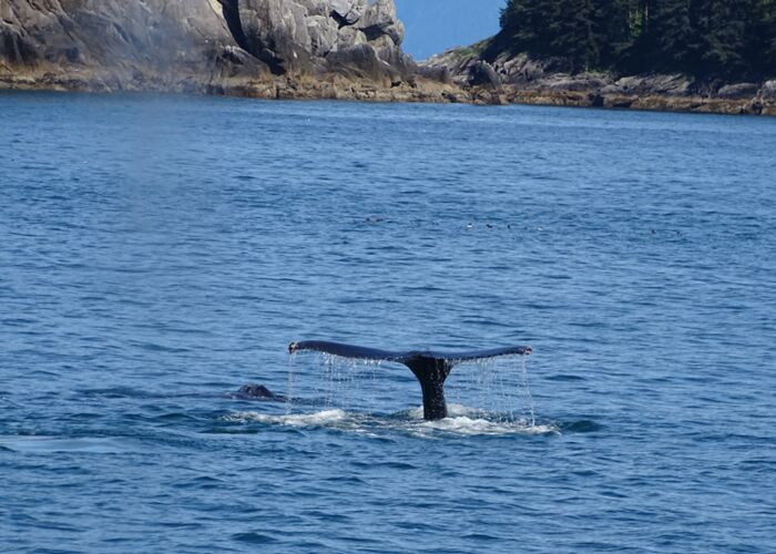 Mit dem Boot erleben wir die Blauwale in Alaska hautnah