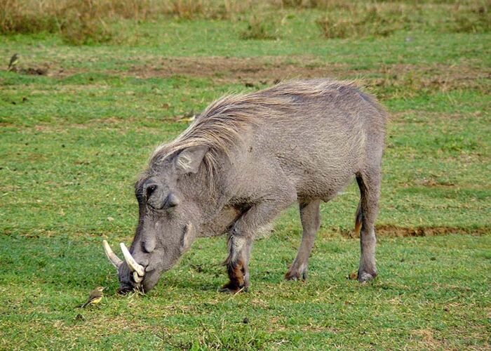 Kleingruppenreise mit Warzenschweinbegegnung