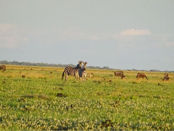 Beobachtung der Gnus und Zebras beim Grasen während ihrer Migration im Liuwa Plains Nationalpark in Sambia