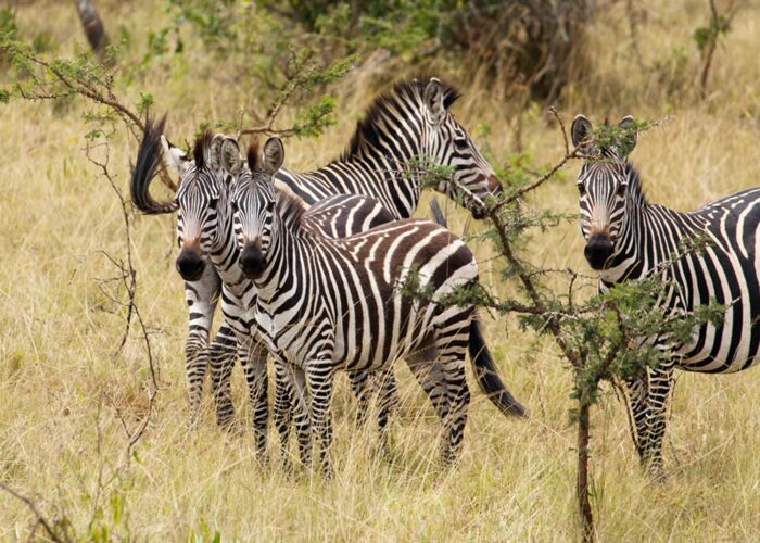 Bei einer Safari durch den Lake Mburo Nationalpark in Uganda beobachten wir Zebras