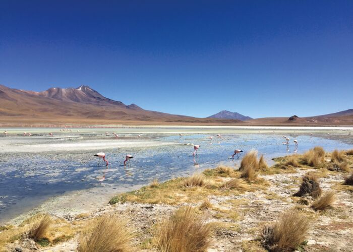 Bei der Fahrt über die Altiplano-Hochebene beobachten wir Flamingos