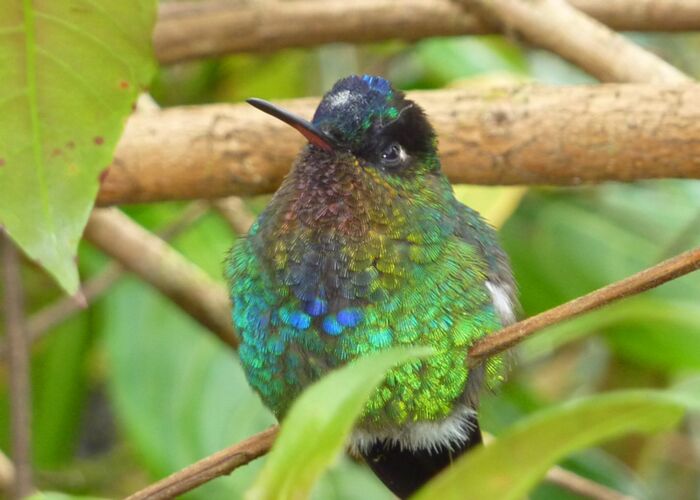 Die flinken Colibris zu beobachten macht jeden Naturfreund glücklich
