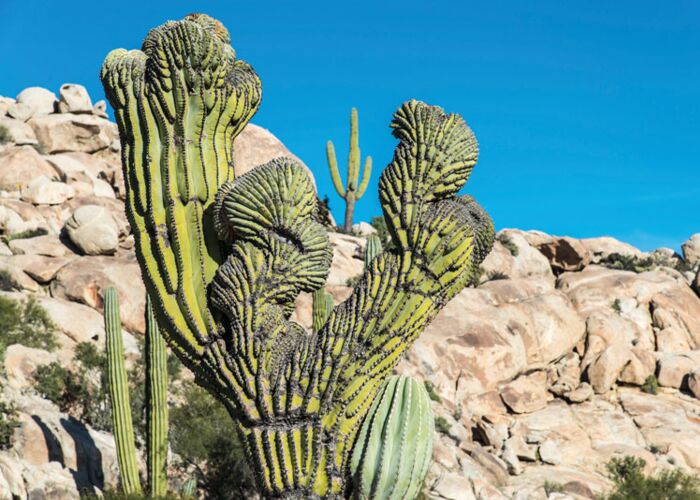 Diese Unterart des Saguaro Kaktus wächst nahe der Cueva el Raton