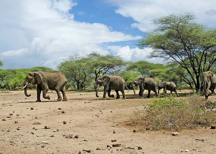Auf privater Safari zu den Elefanten im Tarangire Nationalpark