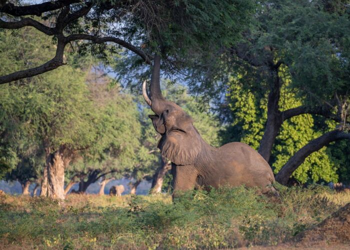 Bei der Zimbabwe-Reise durchqueren wir den Hwange Nationalpark mit Safari-Fahrzeugen