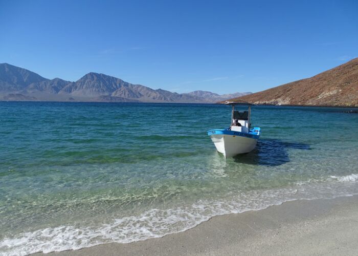 Ausflug auf die Isla Espiritu Santo zum schnorcheln mit Seelöwen und Walhaien je nach Saison