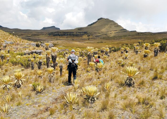 Die Frailejon oder Espeletia gehört zu den Korbblütern und kommt in Kolumbien vor