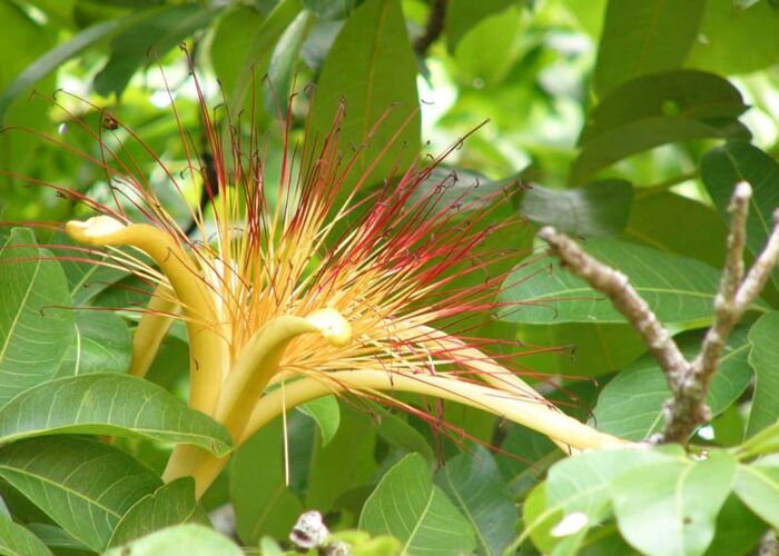Glückskastanien mit ihren schönen Blüten sind in ganz Mittelamerika verbreitet