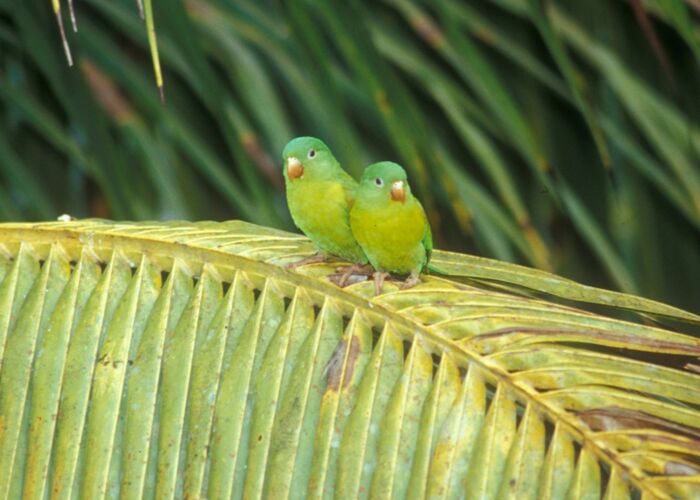 Bei der Vogelbeobachtung im Regenwald Costa Ricas entdecken wir Wellensittiche
