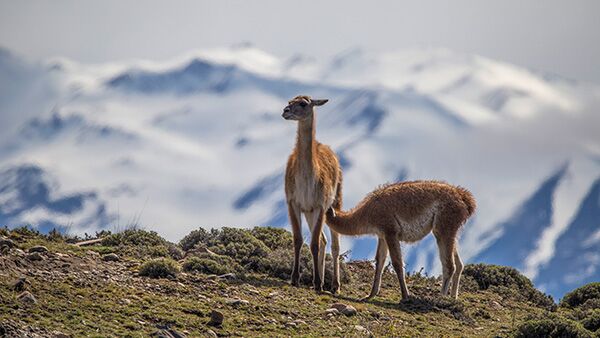Die lama-ähnlichen Guanacos begegnen uns immer wieder während den Wanderungen im Torres del Paine Nationalpark in Patagonien.