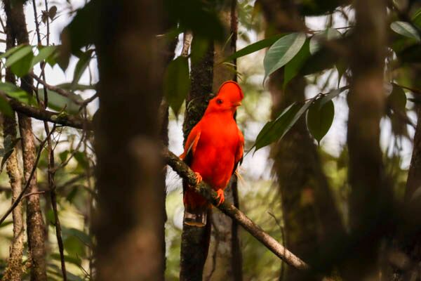 Der orangene Klippenvogel oder Tiefland Felsenhahn sind in Guyana zu beobachten