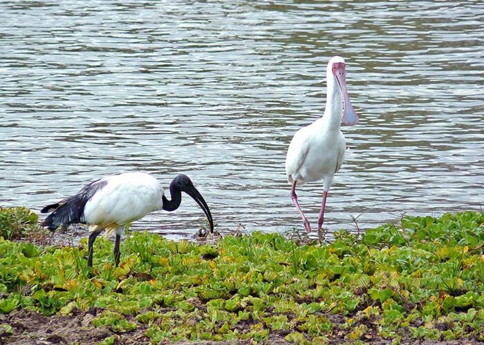 Zahlreiche Wasservögel leben im Nyerere Nationalpark