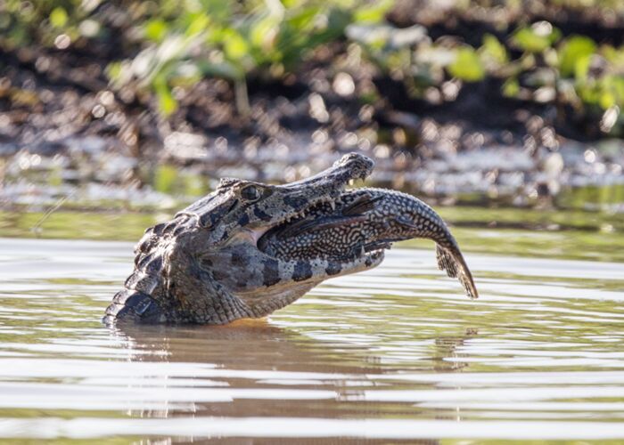 Beobachtung von Kaimanen bei der Bootstour durchs Pantanal