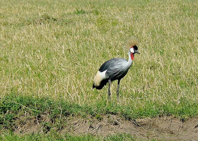 Kronenkraniche bewohnen offene Graslandschaften in Wassernähe sowie Sumpfgebiete