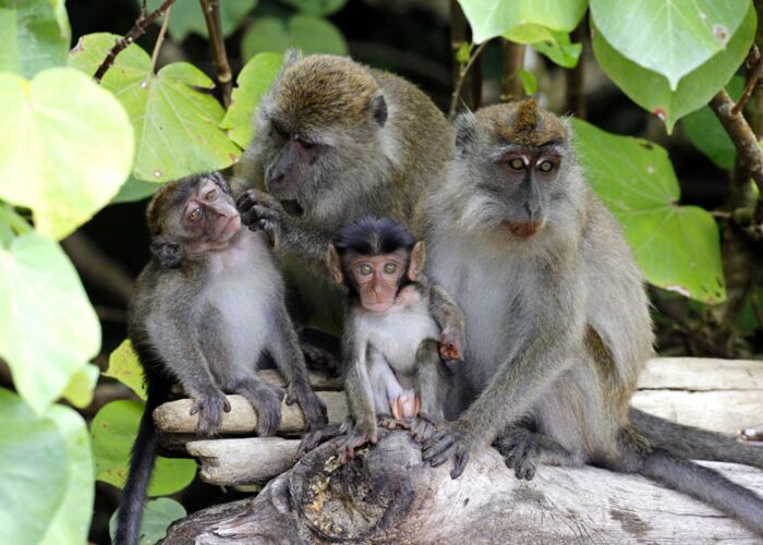 Beobachtung der Langschwanz Makaken in Borneo