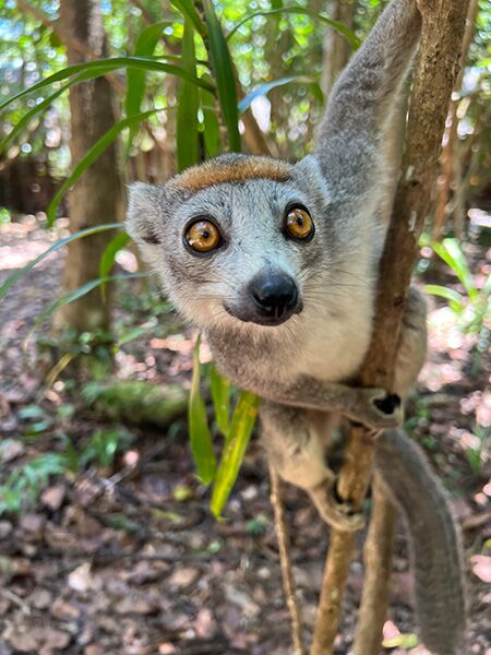 Wir konnten viele Lemuren ganz aus der Nähe beobachten während unserer Ausflüge in Madagaskar.