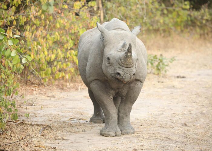 Auf Safari durch den Liwonde Nationalpark begegnen wir Nashörnern