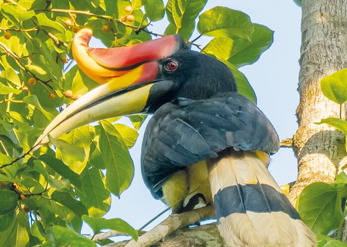 Bei Tierbeobachtungen in den Borneo Highlands erspähen wir Nashornvögel und Brillenvögel
