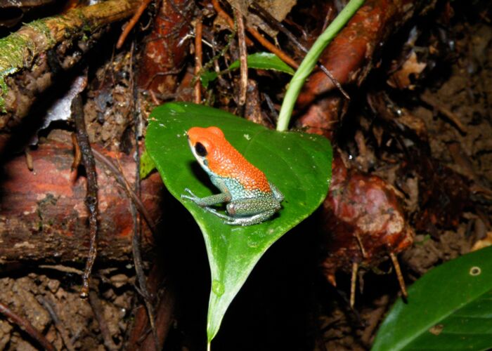 Die giftigen Pfeilgiftfrösche sind in Costa Rica heimisch
