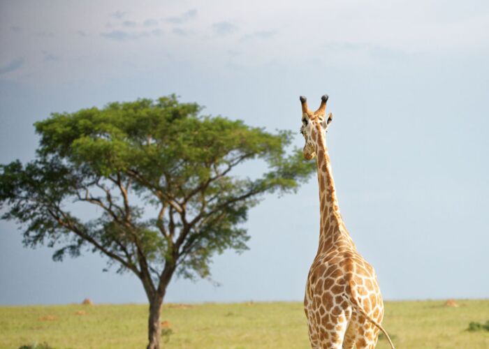 Im Queen Elizabeth Nationalpark unternehmen wir Pirschfahrten