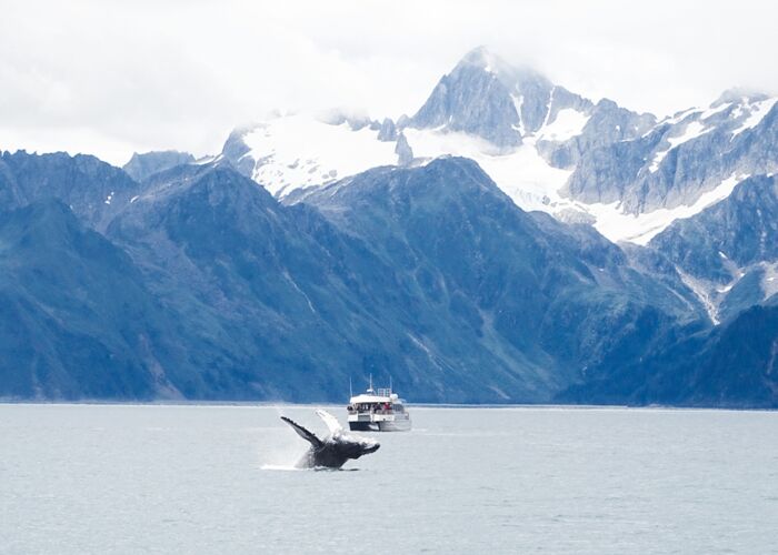 Bootsexkursion zu Alaskas Gletschern im Glacier Bay Nationalpark