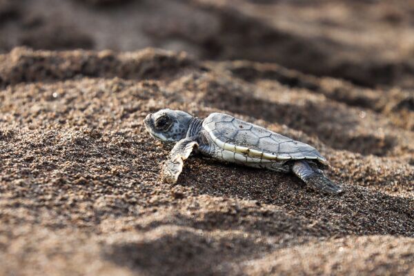 Nach dem Schlüpfen krabbeln die Schildkröten so schnell wie möglich ins Wasser