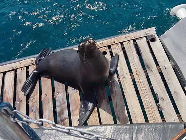 Eine neugierige Seerobbe stand plötzlich auf dem hinteren Deck unseres Schiffes während unsere Galapagos Reise.