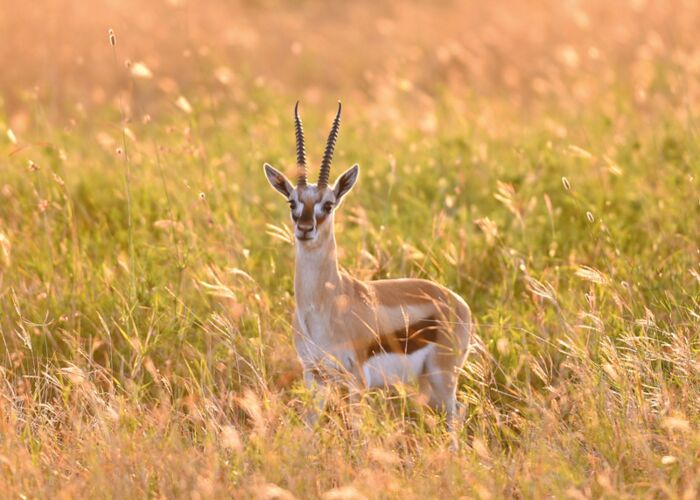 Springböcke sind eine Antilopenart und leben vorwiegend in der Central Kalahari