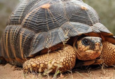 In Madagaskar rettet die Organisation TSA tausende Srahlenschildkröten.