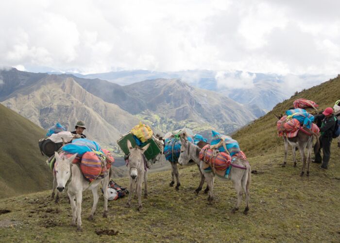 Das Gepäck beim Huascaran Trekking wird von Tragtieren transportiert