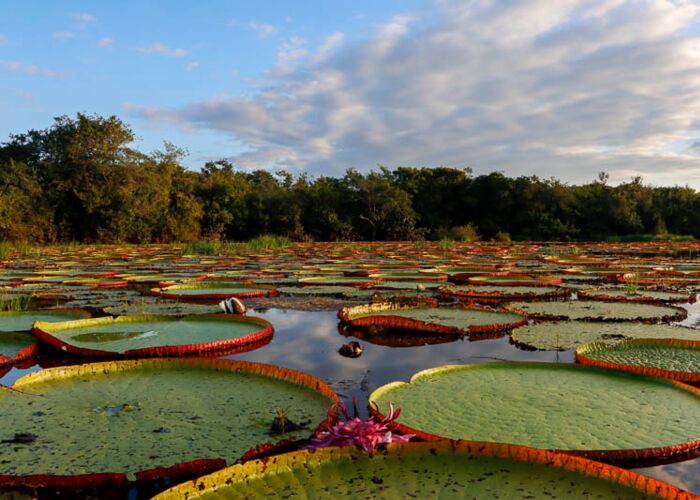 Riesige Blätter der Victoria Seerose im Amazonas