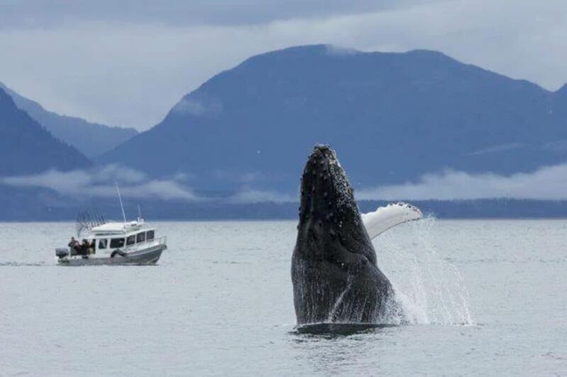 Tierische Begegnungen mit Buckelwalen und Orcas bei der Bootfahrt