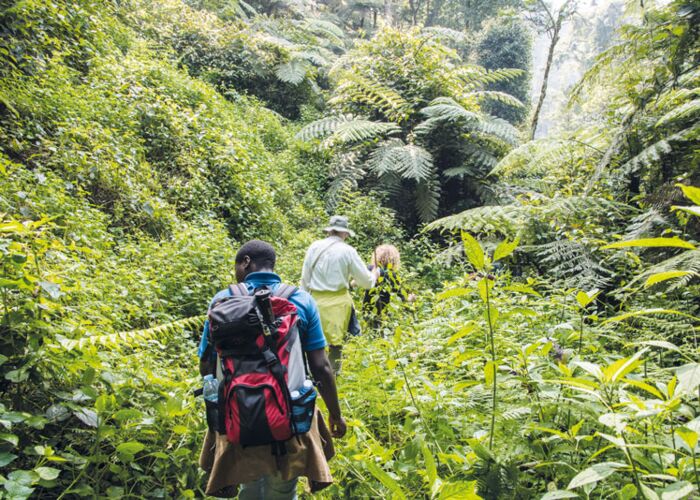 Erfahrene Guide führen uns zu den letzten Berggorillas im Bwindi Nationalpark