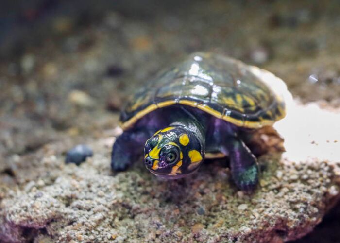 Auf der Guyana Reise beobachten wir unter anderem Wasserschildkröten