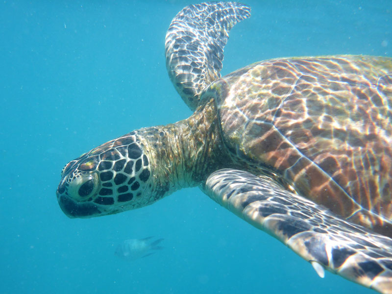 Ein Highlight einer jeden Australien Reise ist das Schnorcheln oder Tauchen am Great Barrier Reef