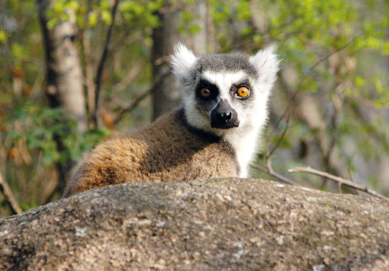 Auf Madagaskar kann man verschiedene Lemuren beobachten