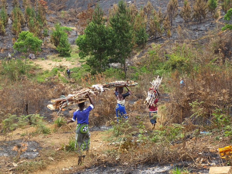Die Einwohner im Zomba Gebiet leben von Holz