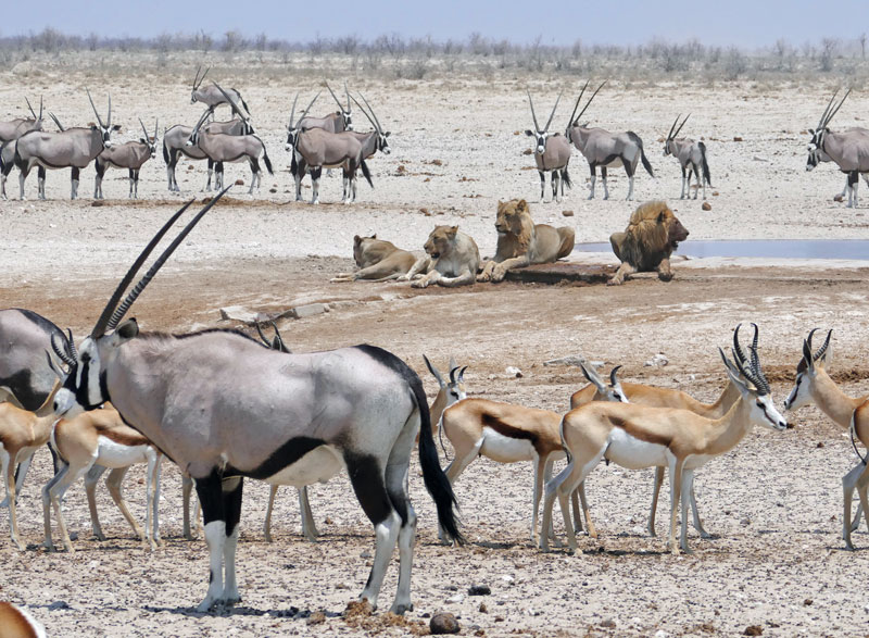 Auf Safari beobachten wir Tiere im Etosha Nationalpark