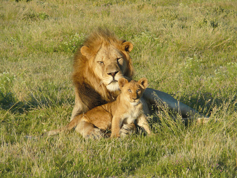 Beobachtung von Löwen im Krüger Nationalpark