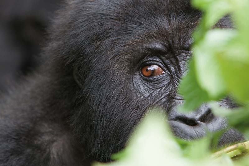 Beim Gorilla-Tracking in Uganda mit deutschsprachigen Guide kommen wir den Gorilla-Familien ganz nah
