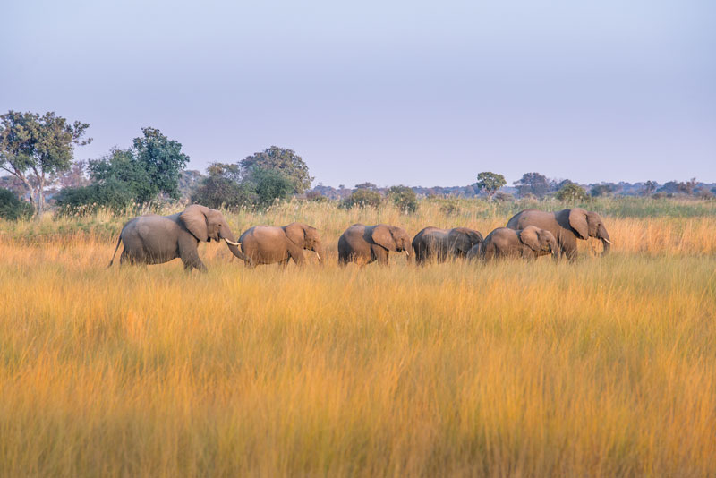 Bei der Tiersafari im Bwabwata Nationalpark sichten wir große Elefantenherden