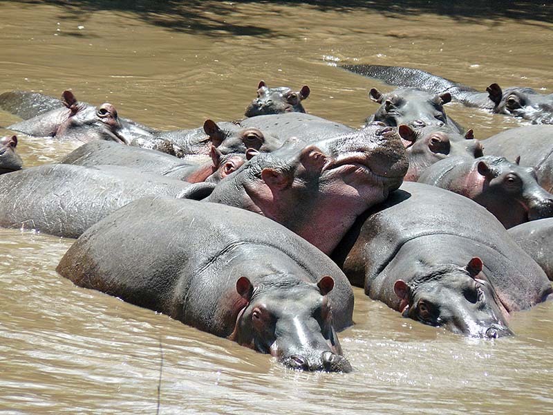 Flusspferde gehören zu den gefährlichsten Tieren in Afrika
