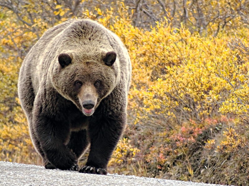 Bei der Alaska Reise führt uns der deutsche Reiseleiter zur Bärenbeobachtung im Denali Nationalpark
